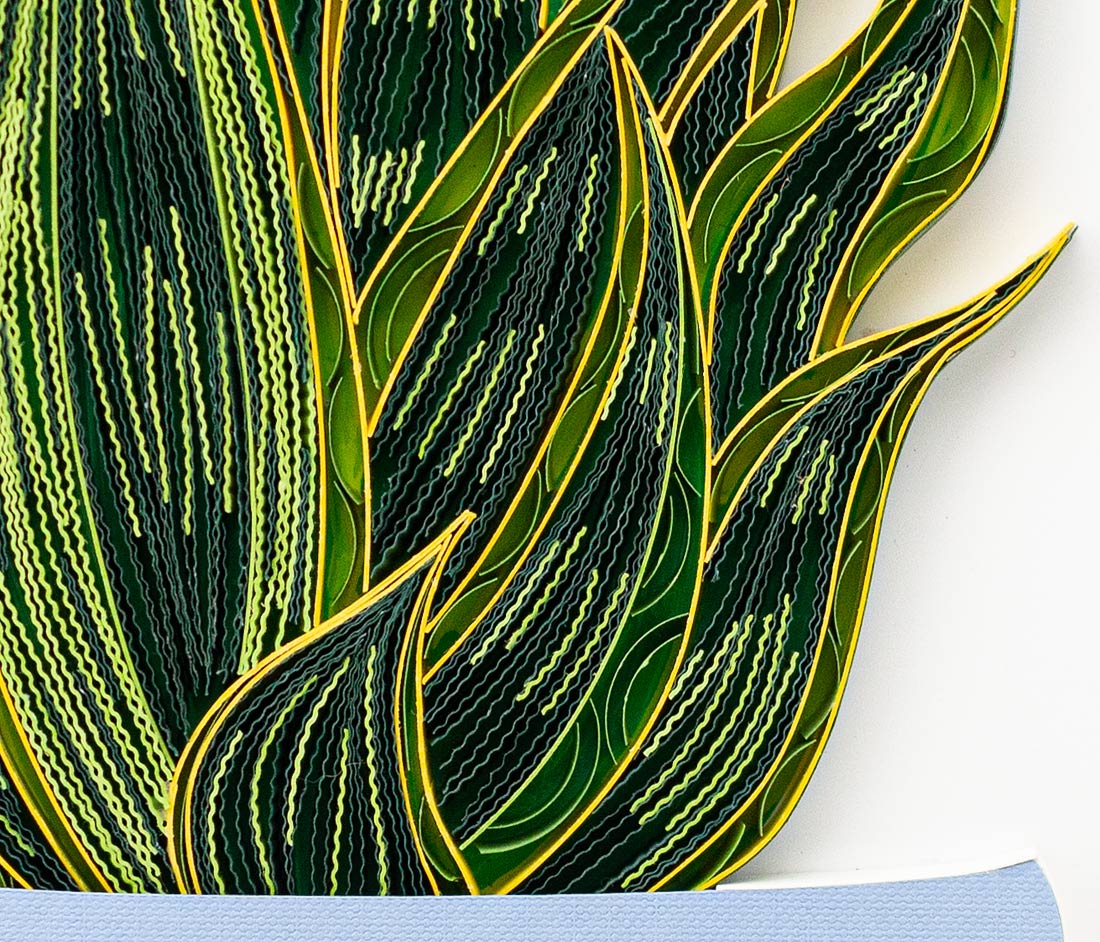 Quilled Snake Plant